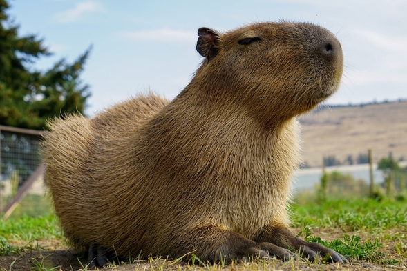 干潟の動物園！アニマルリゾート・ＮＯＡＨ　入場券付プラン